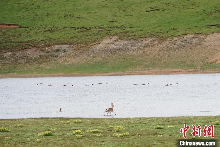 圖為藏原羚在扎陵湖中飲水嬉戲?！●R銘言 攝